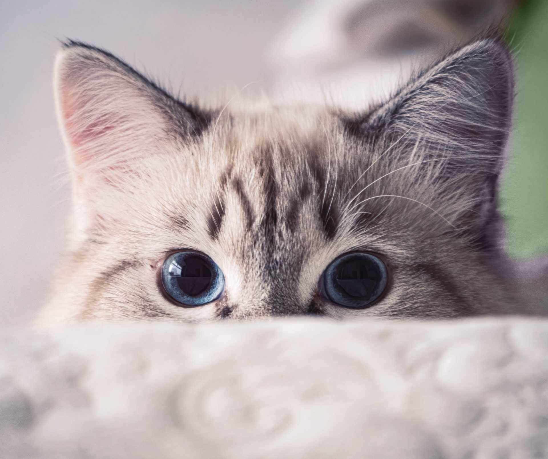 Pisica privind atent