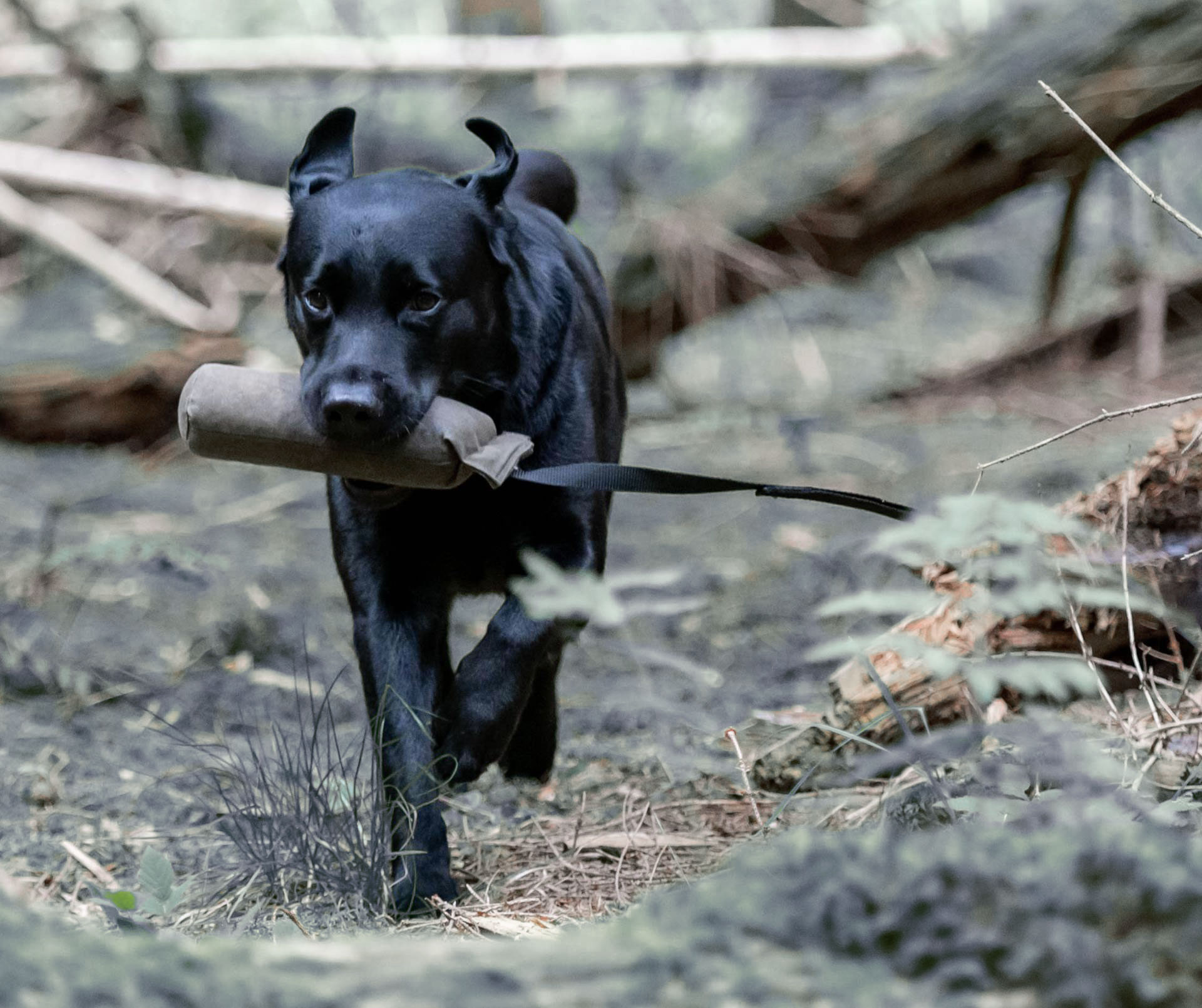 Tundra Dog Food - The Ideal Prey