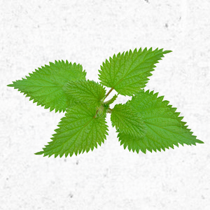 <strong>Brennnessel</strong><br> <br> • kann das Immunsystem stärken<br>  •  kann die Knochengesundheit verbessern<br> • harnfördernd<br> • kann entzündungshemmend wirken