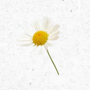 <strong>Kamille</strong><br> <br> • gut für den Magen<br>  •  kann Ängste und Depressionen lindern<br>  • antibakteriell<br> • kann entzündungshemmend wirken
